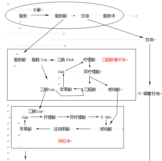 结合糖代谢和代谢的知识,讨论脂肪转变为糖的大致反应途径.