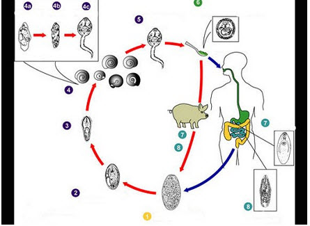 如图所示,姜片虫感染人体的形式是()