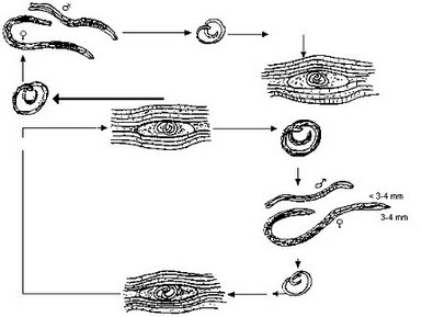 如图所示,下列关于旋毛虫病的病原学特点的描述,正确的是()