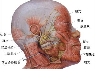 腮腺导管在面部的体表投影是().