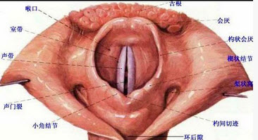 粘膜下血管丰富,易发生水肿 e . 会厌呈u形或v形