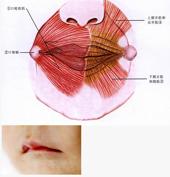 唇部手术时压迫唇动脉止血的部位是a唇珠b内侧口角区c外侧口角区d唇红