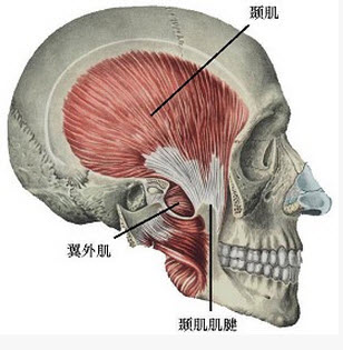 附着于髁状突的肌肉是()