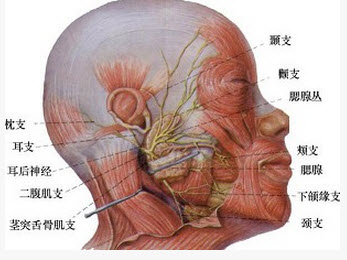 腮腺导管在面部的体表投影是()