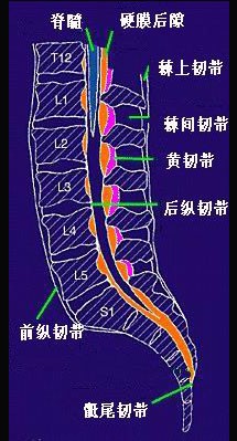 第4腰椎 b . 第5腰椎 c . 第2骶段 d . 第4骶段 e . 尾骨
