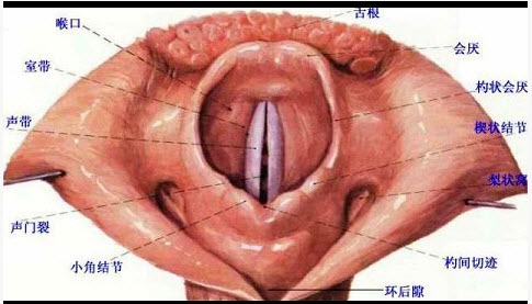 最狭窄的部位在声门裂 d . 粘膜下血管丰富,易发生水肿   .