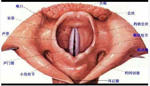 从上向下看呈漏斗状 c . 最狭窄的部位在声门裂 d .