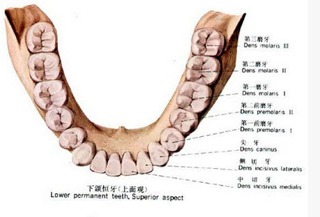 下列哪项不是前牙的解剖结构()