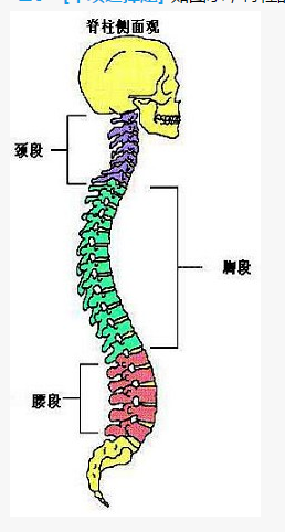 尾椎4节               下列组合中均为人体必需微量元素的是() 铜
