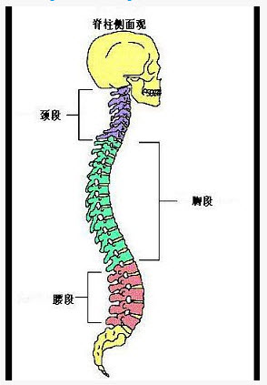 如图,仰卧位时脊柱最高部位()