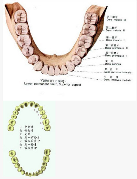 下列哪项是前牙的解剖特征()