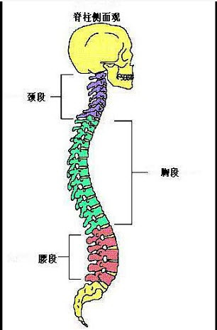 如图,仰卧位时脊柱最低部位()
