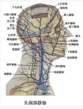 有关颈外静脉的形成,下列哪项是正确的()
