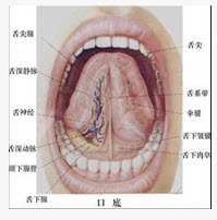 颌下腺导管开口于()