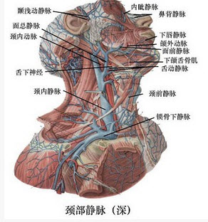 锁骨下静脉 c . 面总静脉 d . 颈前下静脉 e . 椎静脉