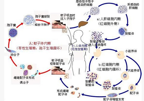 如图所示,在疟原虫生活史中,疟原虫在蚊虫体内属于哪个阶段()