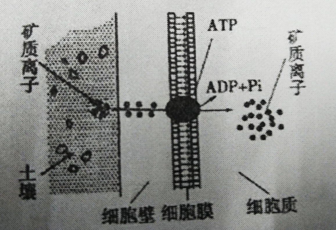 [单选] 下图表示植物根毛细胞从土壤中吸收某矿质离子的过程.
