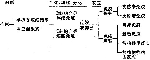 [问答题,简答题] 免疫应答分几个阶段,其特征是什么?