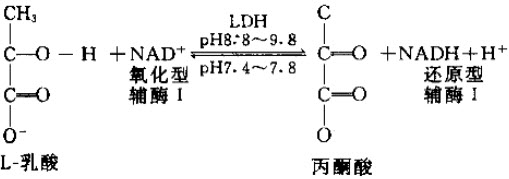 乳酸脫氫酶(ldh)在輔酶i的遞氫作用下,使乳酸脫氫而生成丙酮酸