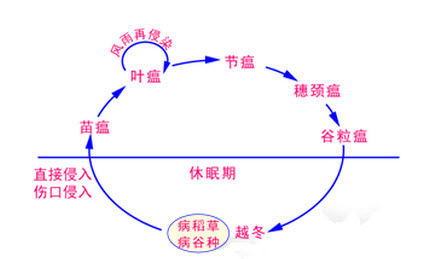 [问答题,简答题] 绘图题:绘水稻稻瘟病的病害循环图.
