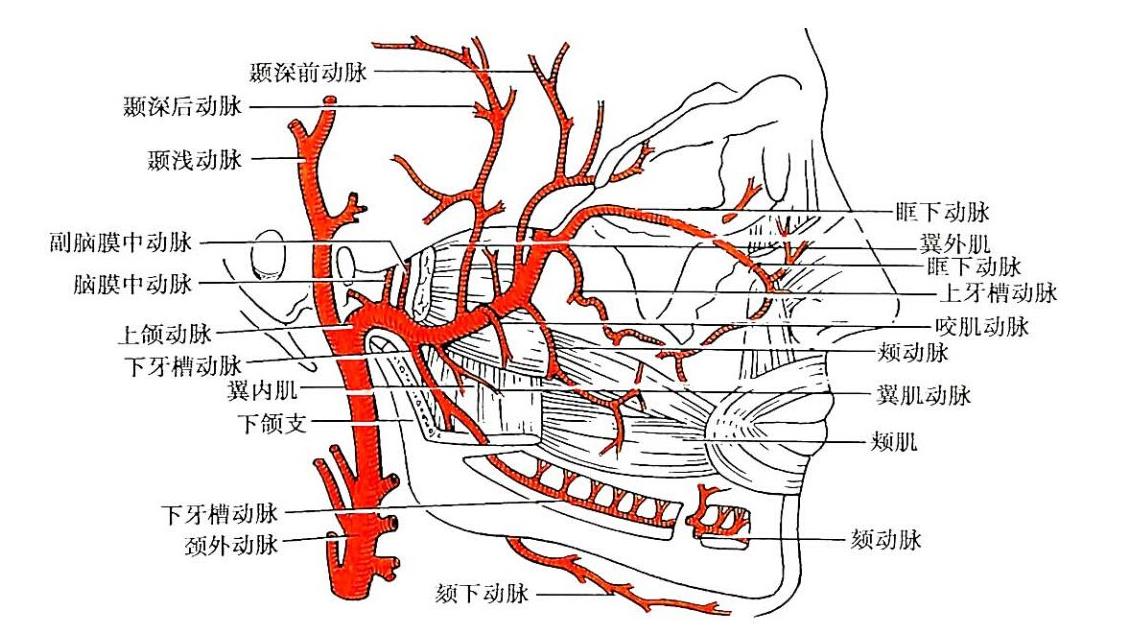 脉络膜裂脑部位置图图片