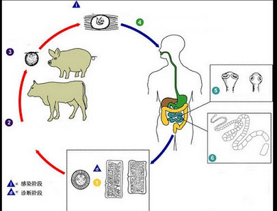 猪带绦虫生活史图图片