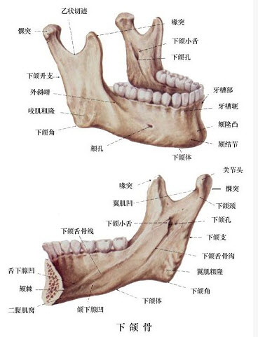 口腔颌面解剖图谱高清图片