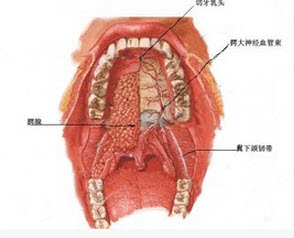 切牙孔图片