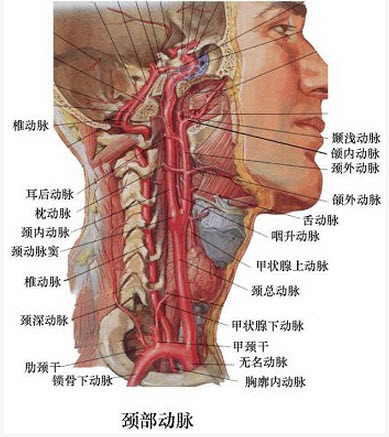 可扪及颞浅动脉搏动的部位在a颧弓上方b颧弓下方c颧弓d下颌角e下颌升