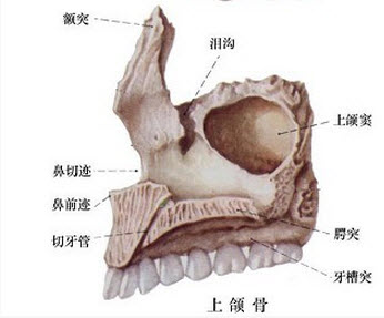 上颌骨的解剖图上颌骨图片解剖图上颌骨额突解剖图上颌骨在哪上颌骨