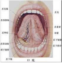 颌下腺导管开口于a舌系带b舌下皱襞c颌舌沟d伞襞e舌下肉阜