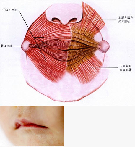 下嘴唇神经分布图图片