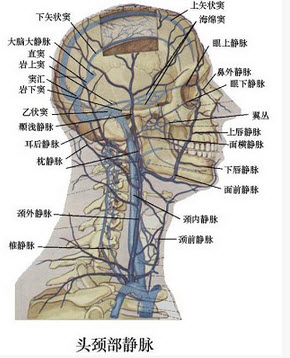 颈外静脉图图片