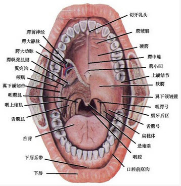 上唇系带图片