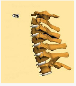 颈椎棘突的定位图图片