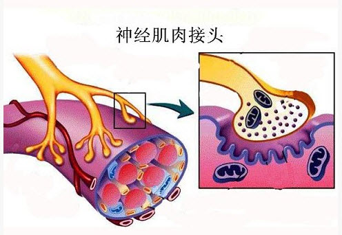 神经肌肉接头处的图片