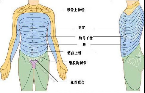 如图,临床上所谓高位腰麻是指阻滞平面达()