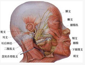 颊面管位置图片