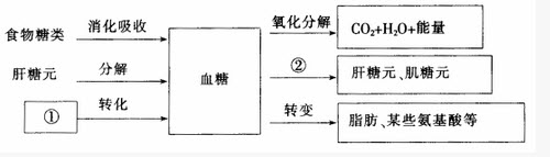 下圖是血糖來源與去路示意圖