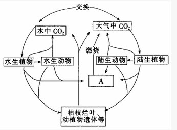 生态系统碳循环示意图图片