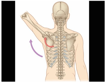 肱骨内旋或外旋图片图片