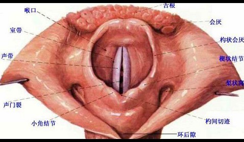 喉劈裂位置图片