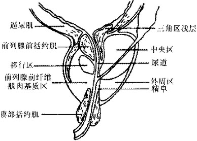 前列腺移行区图片