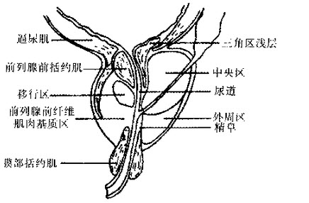 前列腺腺体增生起始于移行带,而外周带是前列腺癌最常发生的部位